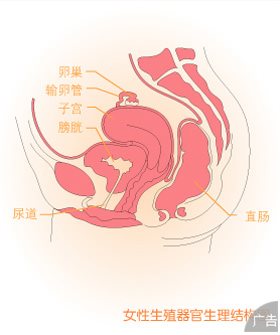 女性内分泌性不孕是什么原因导致的